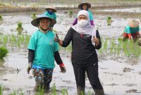 Foto. Gubernur Jawa Timur Khofifah Indar Parawansa saat tanam padi.