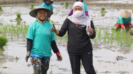 Foto. Gubernur Jawa Timur Khofifah Indar Parawansa saat tanam padi.