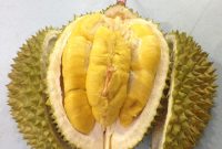 Durian Musang King