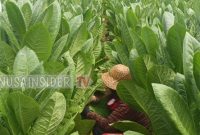 Foto. Petani sumenep saat panen Tembakau dilahan miliknya (ist/nusainsider.com) 