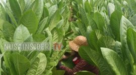 Foto. Petani sumenep saat panen Tembakau dilahan miliknya (ist/nusainsider.com) 