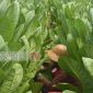 Foto. Petani sumenep saat panen Tembakau dilahan miliknya (ist/nusainsider.com) 