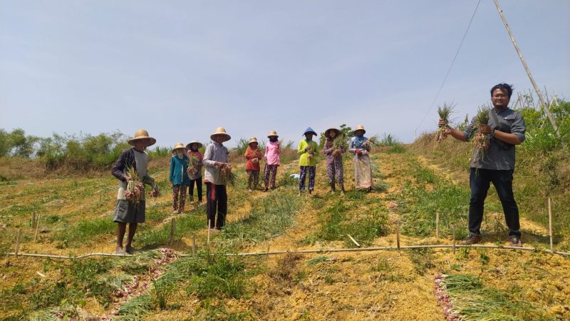 Foto. Panen Bawang Merah Program Upland Project Kwt Sakinah Desa matanair kecamatan Rubaru, Sumenep