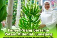 Foto. Dra Khofifah Indar Parawansa Datangi Panen Pisang Cavendish KT Makmur. 