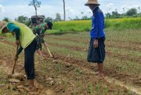 Foto. Pendampingan penanaman Bawang Merah di kecamatan Ambunten
