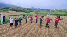 Foto. Panen Bawang Merah di desa Mandala Kecamatan Rubaru