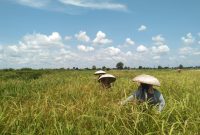 Foto. Ilustrasi Petani