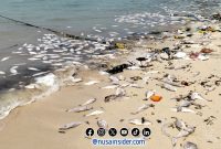 Foto. Hasil Tangkap Ikan Nelayan di desa Sukajeruk Kepulauan Masalembu Sumenep, Madura Jawa Timur