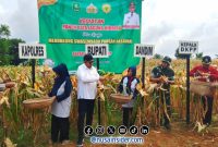 Foto. Kegiatan Panen Jagung Hibrida Bersama Bupati Sumenep Dr H Achmad Fauzi Wongsojudo. 