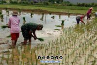 Foto. Tampak Petani Sumenep saat Tanam padi Dilahan Miliknya
