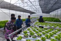 Foto. Kunjungan Kepala DKPP Sumenep ke Green House Petani Muda Millenial Sumenep. 