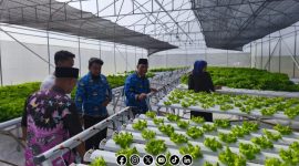 Foto. Kunjungan Kepala DKPP Sumenep ke Green House Petani Muda Millenial Sumenep. 