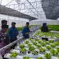 Foto. Kunjungan Kepala DKPP Sumenep ke Green House Petani Muda Millenial Sumenep. 