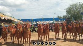 Foto. Festival Sape Sonok 2025 kabupaten Sumenep