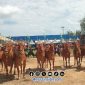 Foto. Festival Sape Sonok 2025 kabupaten Sumenep