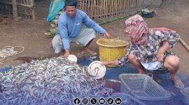 Foto. Hasil tangkapan Ikan Nelayan kepulauan Masalembu. 