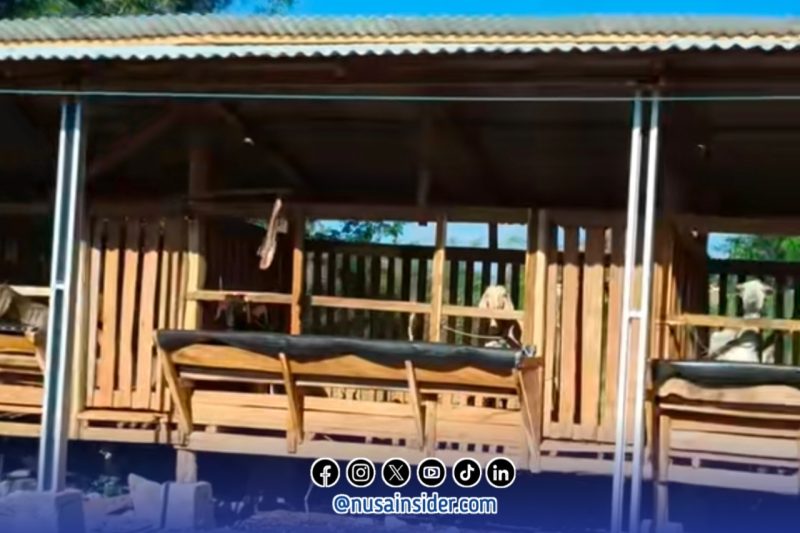 Foto. Inovasi Kades Tambaagung Barat kecamatan Ambunten Sumenep, Sy Syamsul Arifin perkuat ketahanan Pangan