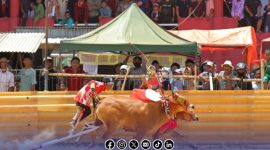 Foto. Salahsatu peserta di Lapangan Adu Kecepatan karapan sapi 2025 Sumenep