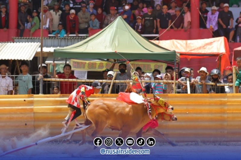 Foto. Salahsatu peserta di Lapangan Adu Kecepatan karapan sapi 2025 Sumenep