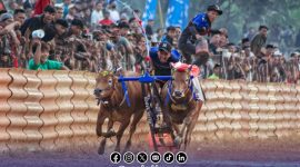 Foto. Kecepatan Sapi Milik Kereta Malam Asal Batuputih Sumenep di Ajang Kerapan Sapi tingkat Kabupaten Sumenep 2025