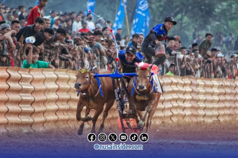 Foto. Kecepatan Sapi Milik Kereta Malam Asal Batuputih Sumenep di Ajang Kerapan Sapi tingkat Kabupaten Sumenep 2025