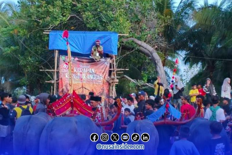 Foto. Kerapan Kerbau 2025 di kepulauan Kangean Sumenep Madura 