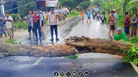 Foto. Pohon Tumbang di Jalan Gapura Sumenep. 