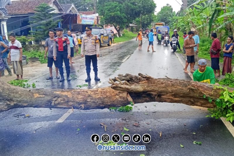 Foto. Pohon Tumbang di Jalan Gapura Sumenep. 