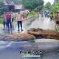 Foto. Pohon Tumbang di Jalan Gapura Sumenep. 