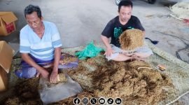 Foto. Panen Tembakau Petani Desa Talang Saronggi - sumenep