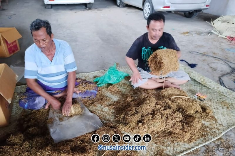 Foto. Panen Tembakau Petani Desa Talang Saronggi - sumenep