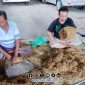Foto. Panen Tembakau Petani Desa Talang Saronggi - sumenep