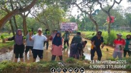 Foto. Gerakan Tanam padi DKPP Bersama BPP dan Koramil Dasuk Sumenep. 