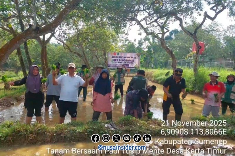 Foto. Gerakan Tanam padi DKPP Bersama BPP dan Koramil Dasuk Sumenep. 