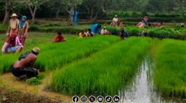 Foto. Gerakan Tanam Padi dengan Inovasi Tumpang Sari di Desa kerta Timur kecamatan Dasuk - Sumenep. 