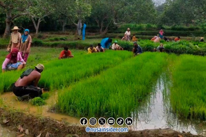 Foto. Gerakan Tanam Padi dengan Inovasi Tumpang Sari di Desa kerta Timur kecamatan Dasuk - Sumenep. 