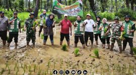 Foto. Kepala DKPP Sumenep, Chainur Rasyid M.Si saat melakukan Inovasi Tumpang sari Siwalan - Padi di Lahan Petani kecamatan Batang-batang. 