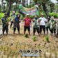 Foto. Kepala DKPP Sumenep, Chainur Rasyid M.Si saat melakukan Inovasi Tumpang sari Siwalan - Padi di Lahan Petani kecamatan Batang-batang. 