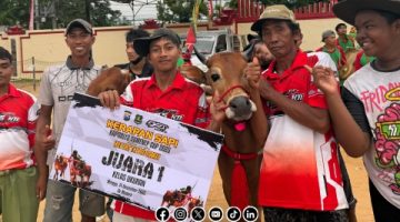 Kerapan Sapi Kapolres Sumenep Cup 2025, DRT The Big Family Teguhkan Pelestarian Budaya Madura