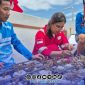 Foto. penanaman terumbu karang Kangean energy Indonesia (PT KEI) di desa Pagerungan - Sapeken 