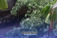 Foto. Pohon roboh akibat cuaca ekstrem di kepulauan Sumenep