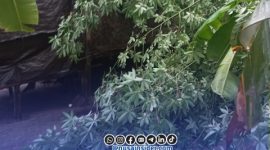 Foto. Pohon roboh akibat cuaca ekstrem di kepulauan Sumenep