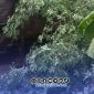 Foto. Pohon roboh akibat cuaca ekstrem di kepulauan Sumenep