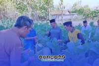 Foto. Penyuluh pertanian DKPP Sumenep mendampingi petani dalam program sekolah lapang (SL) tembakau di Kecamatan Pasongsongan Sumenep