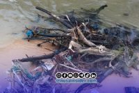 Foto. Tampak Kayu Tajam di Area Bibir Sumber mata Air Wisata pantai Badur Sumenep