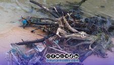 Foto. Tampak Kayu Tajam di Area Bibir Sumber mata Air Wisata pantai Badur Sumenep