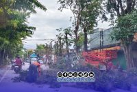 Foto. Pemangkasan Pohon di depan Rumdis Bupati setempat oleh Dinas Lingkungan hidup (DLH) setempat. 