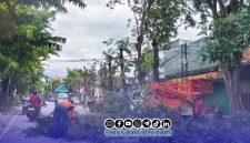 Foto. Pemangkasan Pohon di depan Rumdis Bupati setempat oleh Dinas Lingkungan hidup (DLH) setempat. 