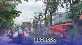 Foto. Pemangkasan Pohon di depan Rumdis Bupati setempat oleh Dinas Lingkungan hidup (DLH) setempat. 