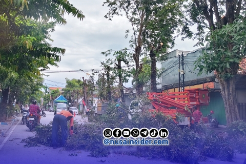 Foto. Pemangkasan Pohon di depan Rumdis Bupati setempat oleh Dinas Lingkungan hidup (DLH) setempat. 